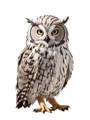 Obraz premium owl cartoon 3d