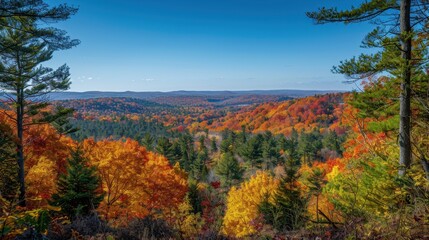 Fototapeta premium A Panoramic View of Autumn Foliage in a Forest