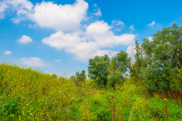 Obraz premium Wild flowers in scenic nature in sunlight in summer, Almere, Flevoland, The Netherlands, August 2, 2024