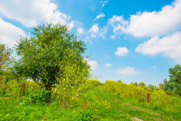 Wild flowers in scenic nature in sunlight in summer, Almere, Flevoland, The Netherlands, August 2, 2024