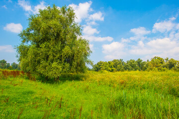 Obraz premium Wild flowers in scenic nature in sunlight in summer, Almere, Flevoland, The Netherlands, August 2, 2024