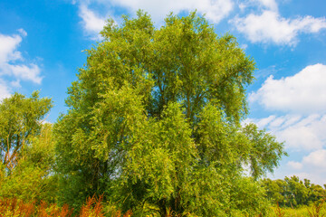 Naklejka premium Wild flowers in scenic nature in sunlight in summer, Almere, Flevoland, The Netherlands, August 2, 2024