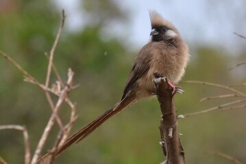 Speckled Mousebird