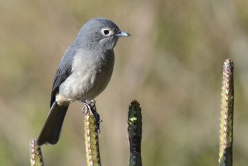 White-eyed Slaty Flycatcher 