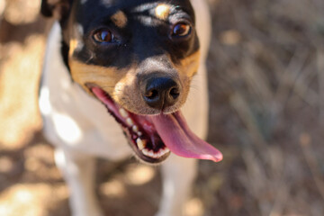 happy dog with tongue out close-up