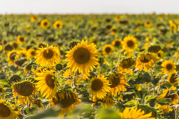 Fototapeta premium A field of sunflowers on a bright sunny day. Sunflower close-up. Agriculture in Kazakhstan.
