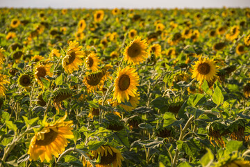 Fototapeta premium A field of sunflowers on a bright sunny day. Sunflower close-up. Agriculture. Sunflower oil production