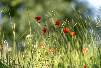 Poppies In The Field Sway Gently In The Breeze