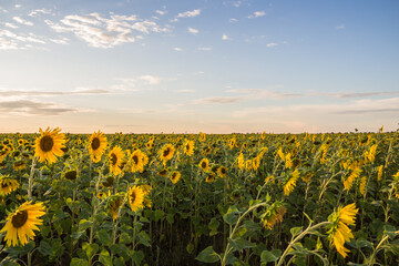 A field of sunflowers turned away from the sun against a clear sky. Kazakhstan. Agriculture....