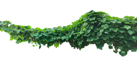 green fern isolated on white background, green ivy leaves on png, a vine growing on a wall with leaves, a plant with green leaves hanging from wall