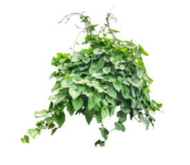 a hanging plant with leaves on png,, green ivy on a wall, green ivy leaves on png, a vine growing on a wall with leaves, a plant with green leaves hanging from wall