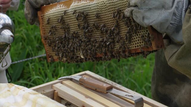 Honeycomb close-up, beekeeper holding honeycomb, bees flying around