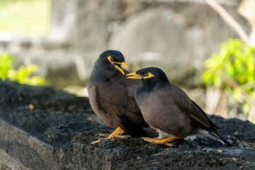 Vogelpaar auf Steinmauer