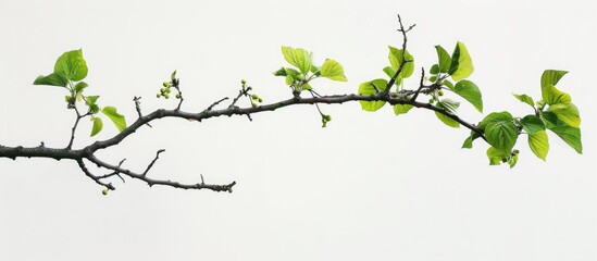 Mulberry tree branch with green leaves against a white backdrop, perfect as a copy space image.