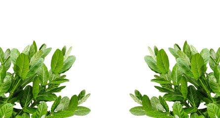 bunch of fresh herbs frame, a plant with green leaves mockup on png transparent background, green plant on a white background