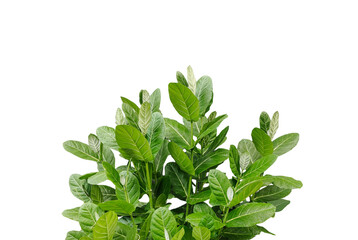 bunch of fresh herbs, a plant with green leaves on png transparent background, green plant on a white background