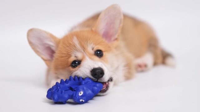 welsh corgi pembroke holding and chews ring close-up. dog biting toy. Happy domestic animal concept. corgi puppy playing alone on white background with copy space. pet shop. 4k footage