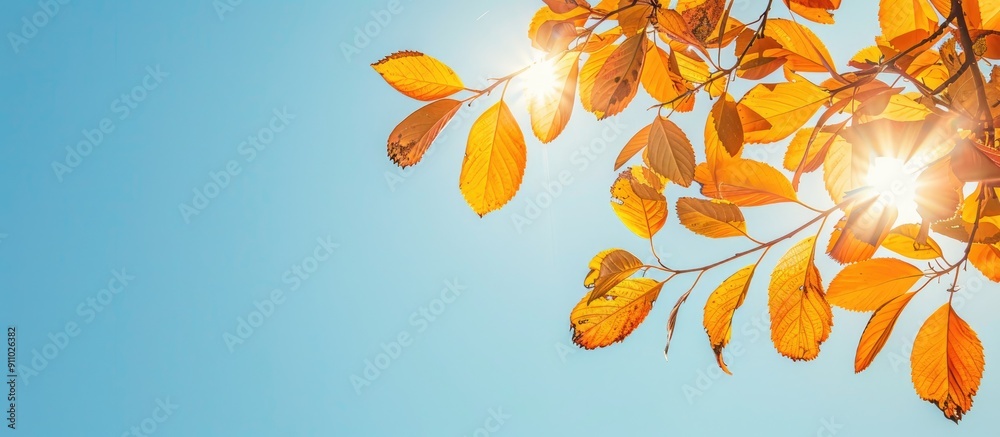 Wall mural Golden fall leaves illuminated by sunlight under a clear blue sky, providing a perfect copy space image for a mock-up poster.