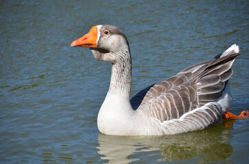 Beautiful Greylag Geese (Anser anser) swimming in the lake.