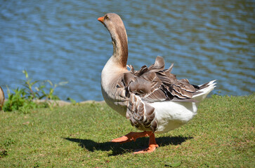 Beautiful Greylag Geese (Anser anser) on a green lawn near a lake