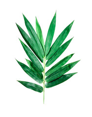 green bamboo leaves isolated on white background, a green leaf of bamboo on a white background, a green palm leaf on a white background