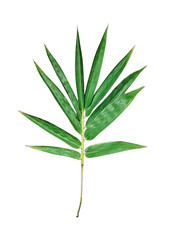 green bamboo leaves isolated on white background, a green leaf of bamboo on a white background, a green palm leaf on a white background