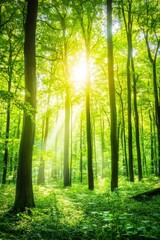 Fototapeta premium Lush green forest with sunlight filtering through the trees, great for environmental and nature projects