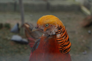 The Golden Pheasant (Chrysolophus pictus), also known as the Chinese Pheasant, is a bird renowned for its vivid and colorful plumage. |紅腹錦雞