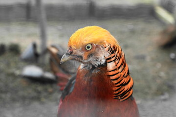 The Golden Pheasant (Chrysolophus pictus), also known as the Chinese Pheasant, is a bird renowned for its vivid and colorful plumage. |紅腹錦雞