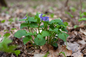 Viola canina,  heath dog-violet or heath violet -  blue and purple flowers of perrenial plant from European forests.