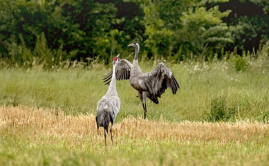 Two Grey Cranes Stand In A Field