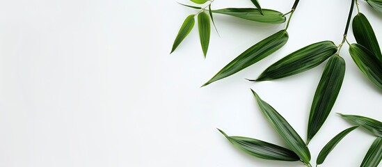 Fototapeta premium Isolated bamboo leaves on a white backdrop with copy space image.