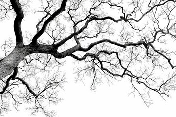 Fototapeta premium This image features the detailed, sprawling branches of a tree in black and white, highlighting the intricate, natural patterns and the beauty of its form.
