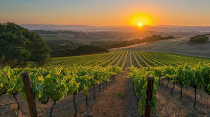 Fototapeta premium A stunning sunset scene showcasing a vast vineyard with lush green grapevines stretching into the horizon, creating a harmonious blend of nature and light, emphasizing natural beauty.