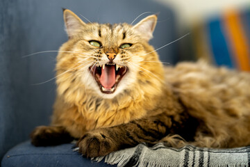 Fluffy domestic cat with green eyes on a blue sofa