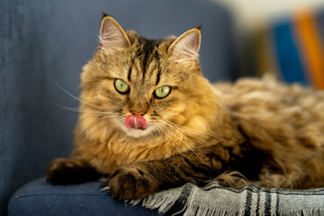 Fluffy domestic cat with green eyes on a blue sofa