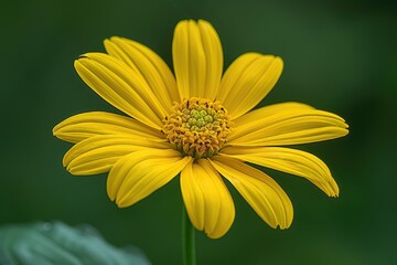 A Single Yellow Wildflower with a Green Center