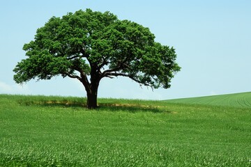 Obraz premium A solitary tree in a green field under a blue sky
