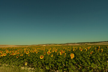 Field of blooming sunflowers under a clear blue sky