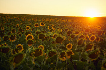 Obraz premium Field of sunflowers at sunset with golden light
