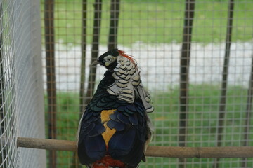 Chrysolophus amherstiae, commonly known as Lady Amherst's Pheasant, is a bird species known for its...
