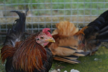 rooster and hens