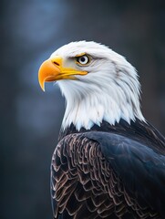 Obraz premium Close-up view of a bird of prey's face with sharp eyes and beak