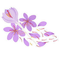 Vector Illustration Logo Clip Art Dried saffron and Crocus flowers