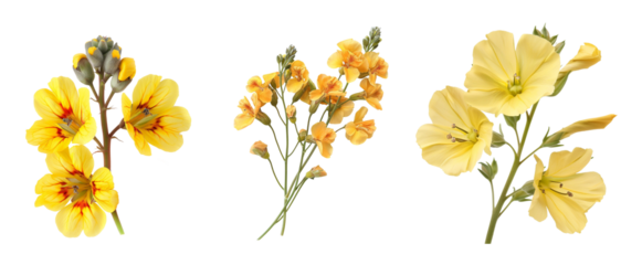 Yellow flowers butter eggs toadflax isolated on transparent background, growth beauty health wellness