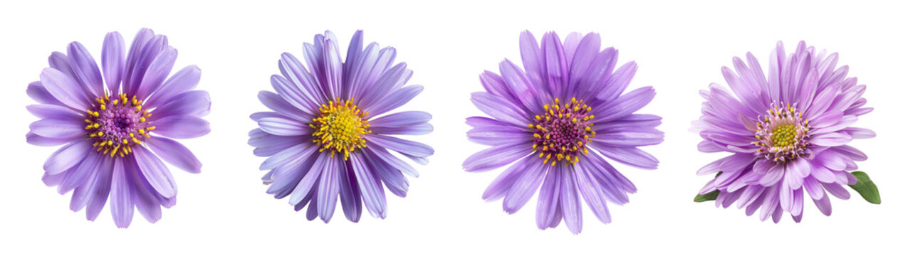 Purple aster flowers, stamen pistil stem leaves