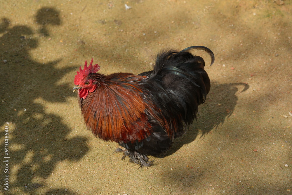 Wall mural rooster in the yard