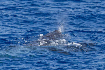 Naklejka premium whale in the mediterranean sea