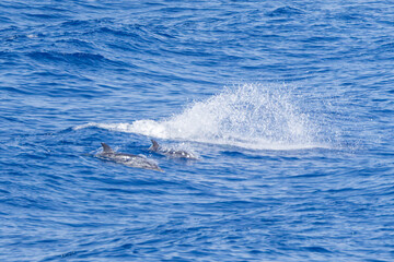 Fototapeta premium dolphin in the Mediterranean sea