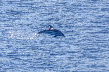 dolphin in the Mediterranean sea